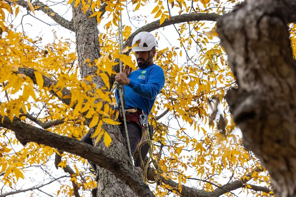 Skilled Storm Damage Cleanup crew working in Effingham